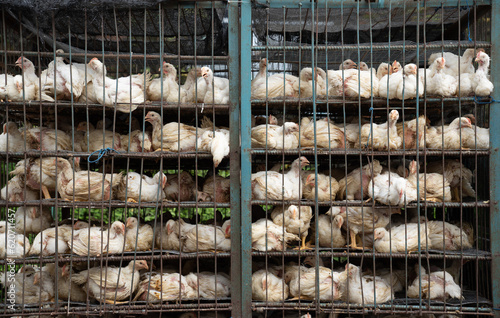 Many Caged Hens photo