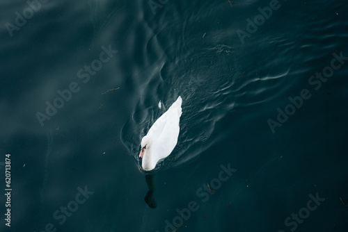 White duck swimming in a dark lake photo