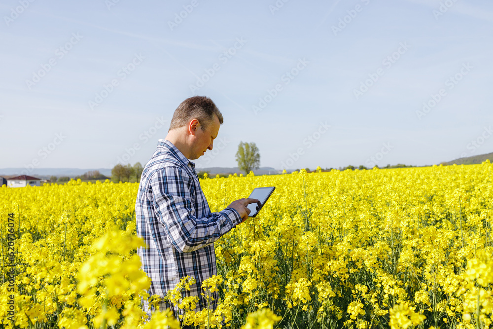 A male farmer stands in a rapeseed field with a digital tablet in his hands. The agronomist checks the condition of the crop. Modern technologies in agriculture. A male farmer stands in a rapeseed field with a digital tablet in his hands. The agronomist checks the condition of the crop. Modern technologies in agriculture.