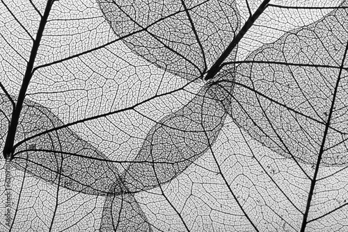 Close up of leaf veins. photo