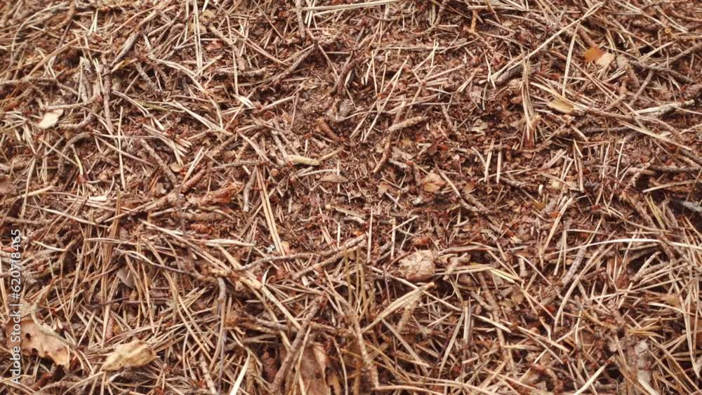 Close-up big anthill, population of ant city. Close-up big anthill, population of ant city.