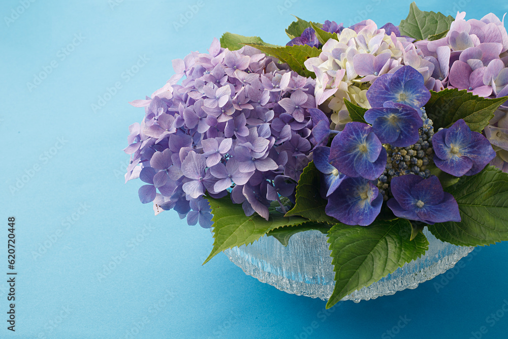 Obraz premium 紫陽花 スタジオ撮影