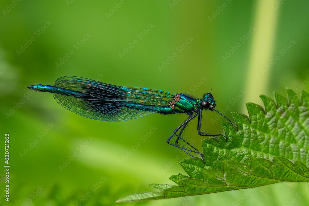 Banded Demoiselle (Calopteryx splendens) Banded Demoiselle (Calopteryx splendens)