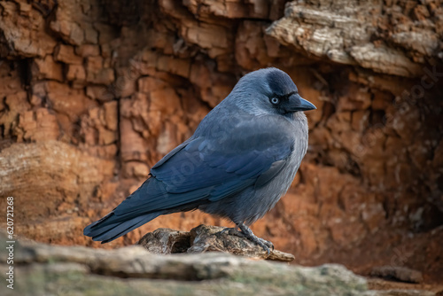 Jackdaw (Corvus monedula)