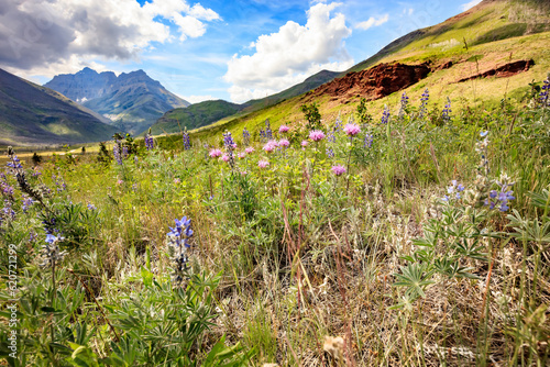 Wildflowers in the mountains