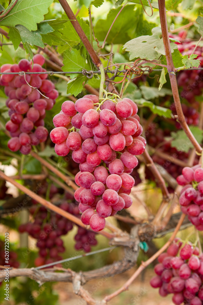 Фотография red grapes on vine