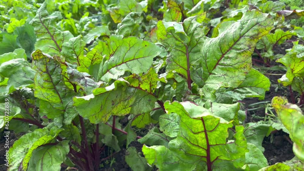 Fresh juicy young leaves of red beet growing in the soil in a farmer's field. Red beet ripening on the bed. The wind sways the green leaves. Growing vegetables, salad Fresh juicy young leaves of red beet growing in the soil in a farmer's field. Red beet ripening on the bed. The wind sways the green leaves. Growing vegetables, salad