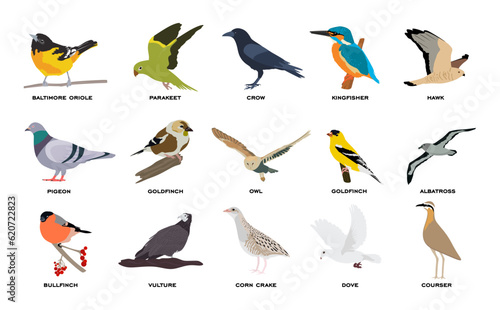 Big vector set of birds in flat style. Collection of different birds flying sitting isolated on white background. Colorful cartoon group of bird with names. Animals vector illustration