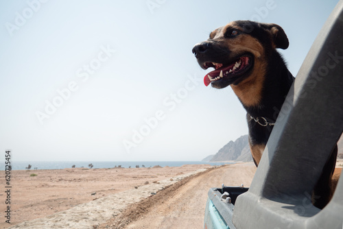 Travel with dog in pickup truck photo