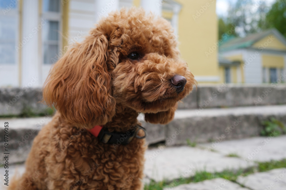 Adorable toy poodle puppy Adorable toy poodle puppy