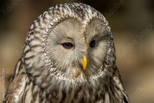 Close-up of Ural Owl