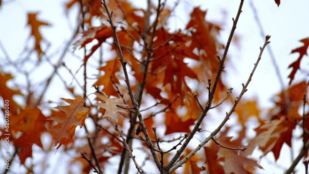 orange, yellow, golden oak foliage, Quercus palustris flutter in wind, leaves break away from branches, fall downt, autumn season, good weather, natural, environmental concept, banner for designer orange, yellow, golden oak foliage, Quercus palustris flutter in wind, leaves break away from branches, fall downt, autumn season, good weather, natural, environmental concept, banner for designer