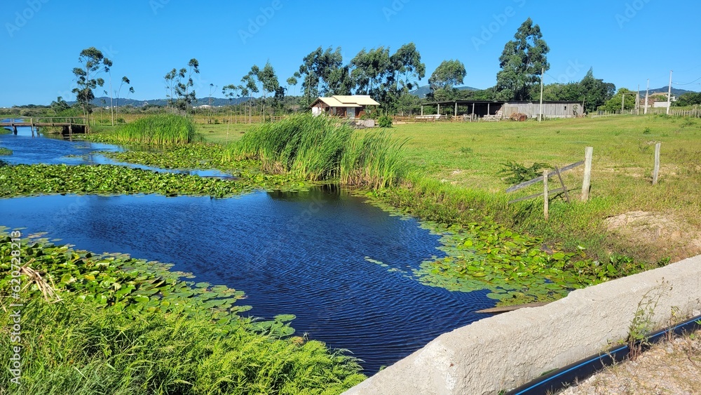 Fototapeta premium Lago com vegetação