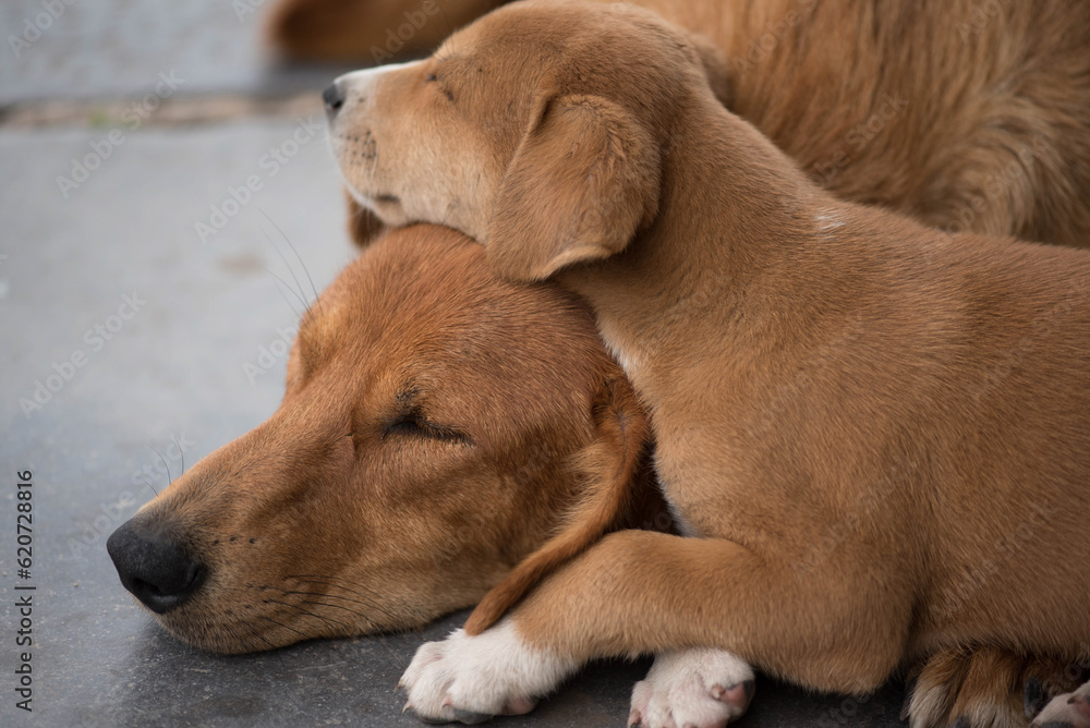 Perros en su ámbito natural, cachorros Perros en su ámbito natural, cachorros