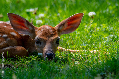 Whitetail Deer Fawn © brm1949