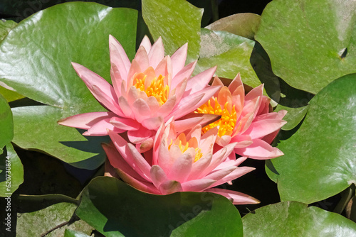 Fototapeta Blooming pink nymphea closeup (Lat. - nymphaea caerulea)