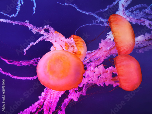 orange and pink jellyfish in dark blue water photo