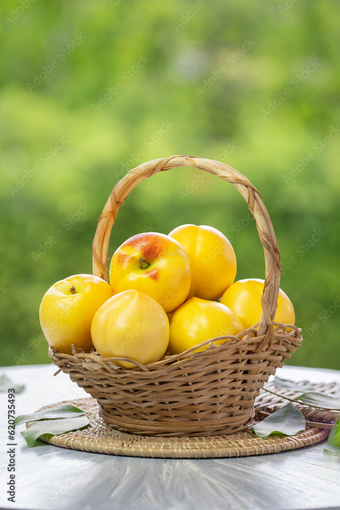 Shiny Yellow Peach fruit in wooden basket over blur greenery background, Yellow Nectarine fruit over green natural Blur background. Shiny Yellow Peach fruit in wooden basket over blur greenery background, Yellow Nectarine fruit over green natural Blur background.