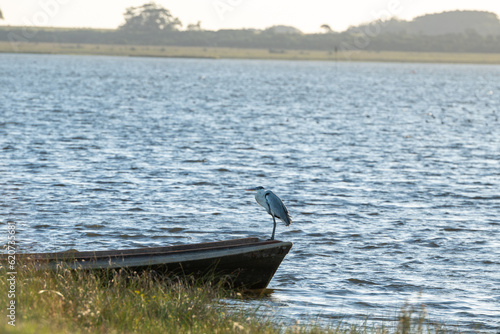 Wallpaper Mural Birds and Fishing boat in the Laguna de Rocha in La Paloma in the protected area in Uruguay. Torontodigital.ca