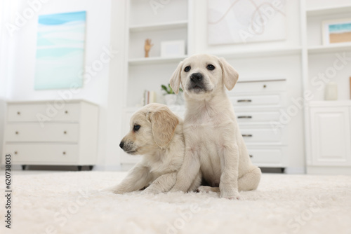 Cute little puppies on white carpet at home
