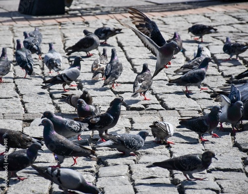 Pigeon Pedestrian Plaza