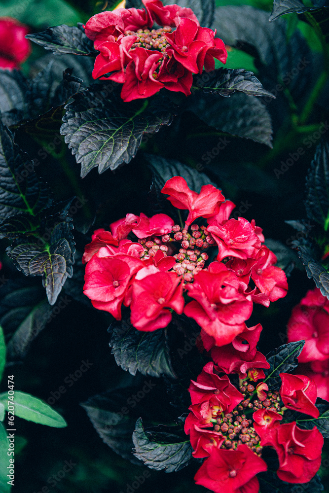 赤い紫陽花 赤い紫陽花