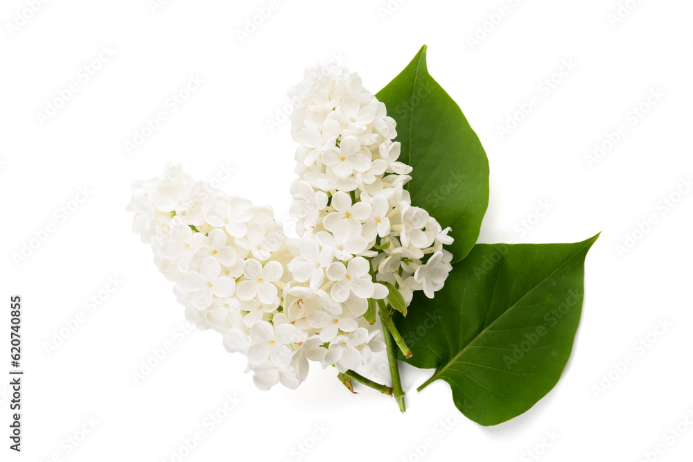 Fototapeta premium Branches of beautiful lilac flowers with leaves on white background
