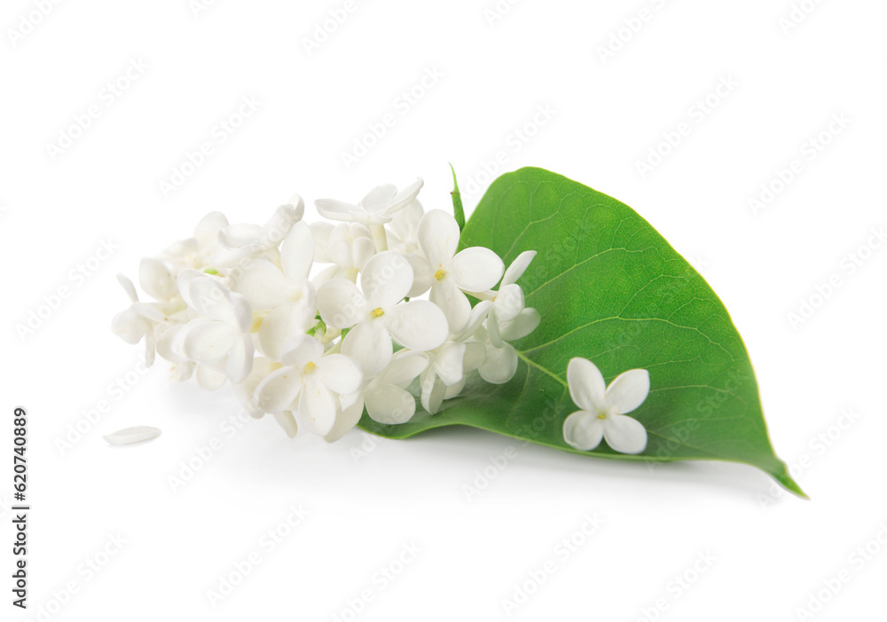 Branch of beautiful lilac flowers with leaf on white background Branch of beautiful lilac flowers with leaf on white background
