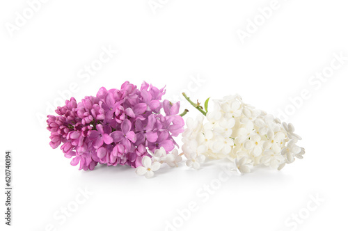 Branches of beautiful lilac flowers on white background