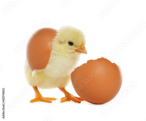 Cute chick and pieces of eggshell on white background. Baby animal