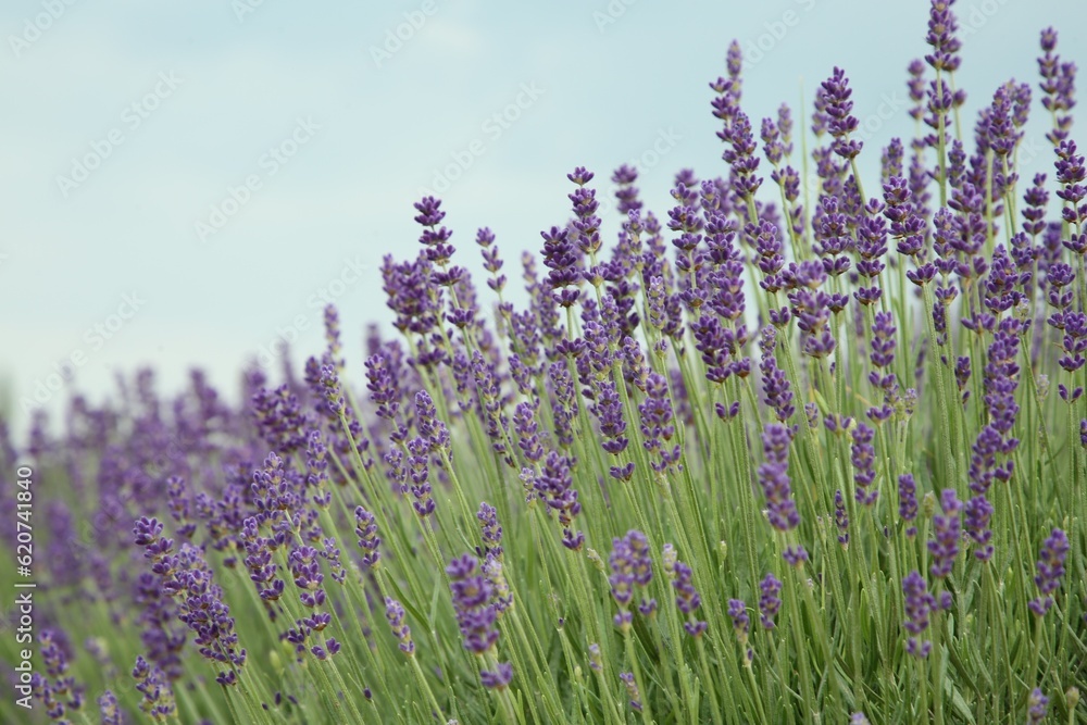Naklejka premium Beautiful blooming lavender growing outdoors, closeup view