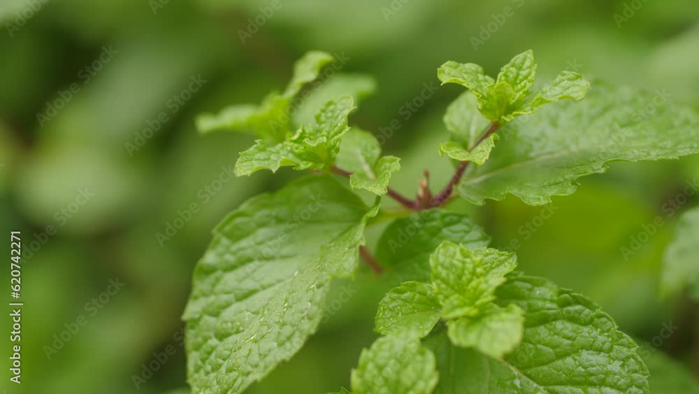 Close-up shot of Mint leaf with fresh and wet ambient. Natural fresh and cool herb Close-up shot of Mint leaf with fresh and wet ambient. Natural fresh and cool herb