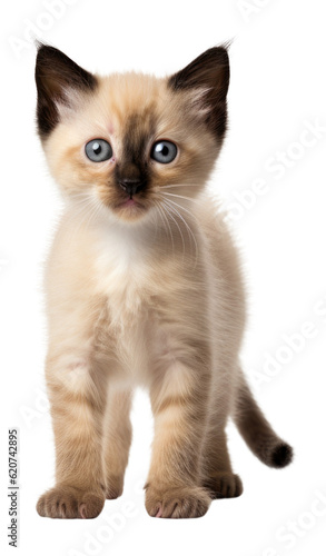 Siamese Kitten Isolated on Transparent Background - Generative AI 