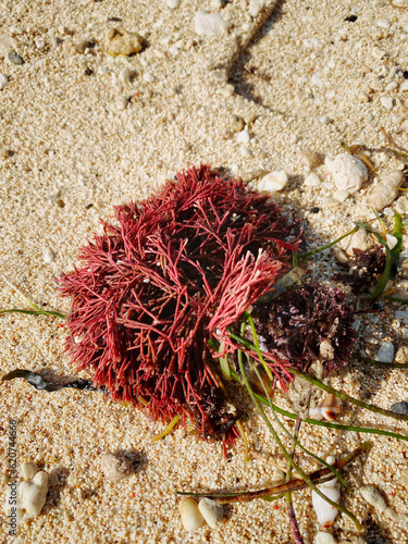 Gracilaria or Red Algae in beach