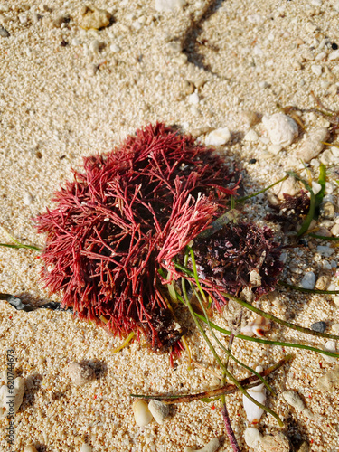 Gracilaria or Red Algae in beach