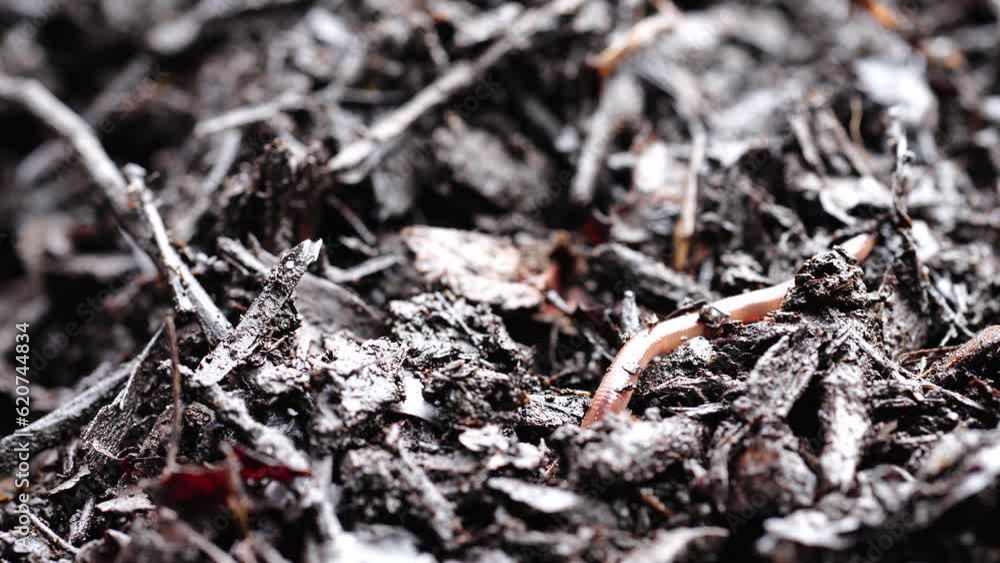 turning a compost pile in a community garden. compost full of microorganisms. sustainable regenerative agriculture turning a compost pile in a community garden. compost full of microorganisms. sustainable regenerative agriculture
