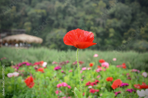 Red and white flowers Of the Royal Agricultural Station Angkhang In Chiang Mai, Thailand, background images, nature