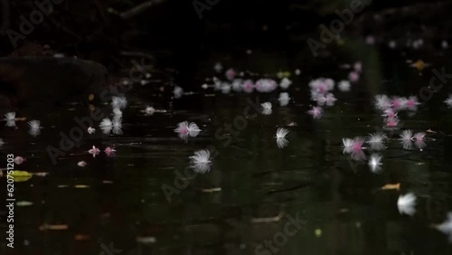 Okinawa,Japan - July 5, 2023: Floating Fallen flowers of Sagaribana or Barringtonia racemosa or powder-puff tree fallen on Maira river in Iriomote island, Okinawa, Japan
 photo