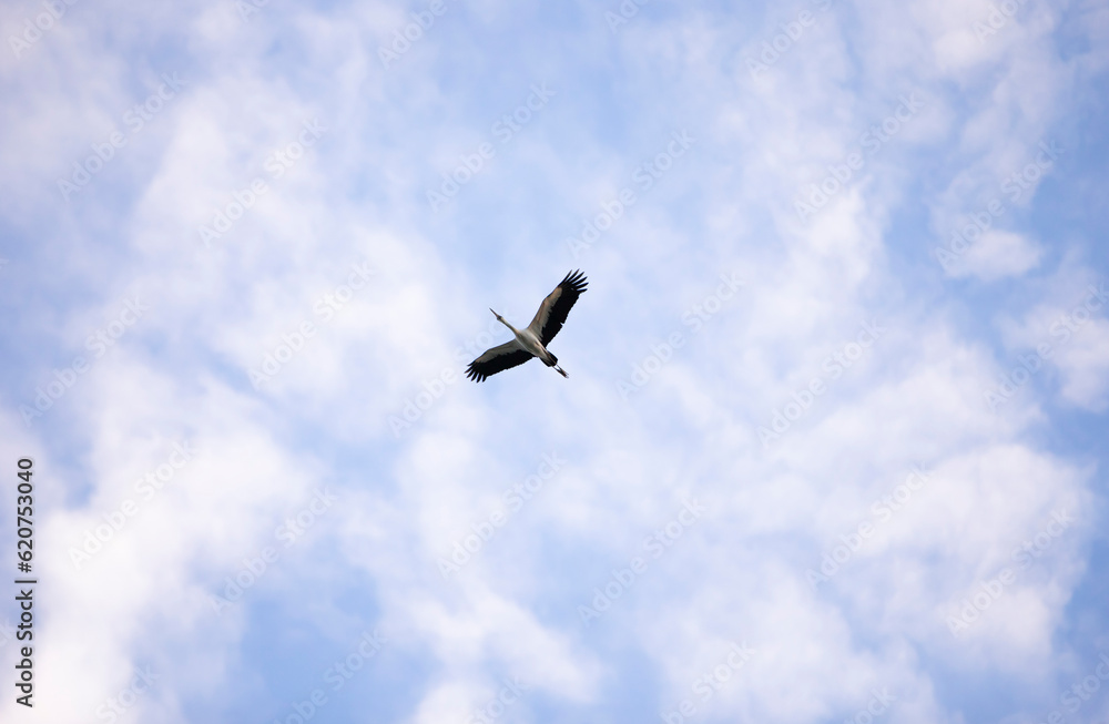 Silhouette of a bird flying in the blue sky with clouds Silhouette of a bird flying in the blue sky with clouds