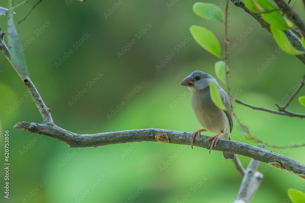 a young java sparrow lonchura oryzivora on a tree branch, natural bokeh background