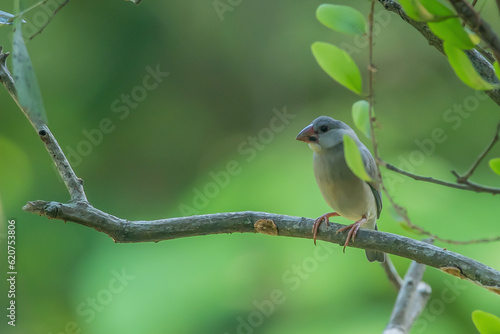 a young java sparrow lonchura oryzivora on a tree branch, natural bokeh background © Ralfa Padantya