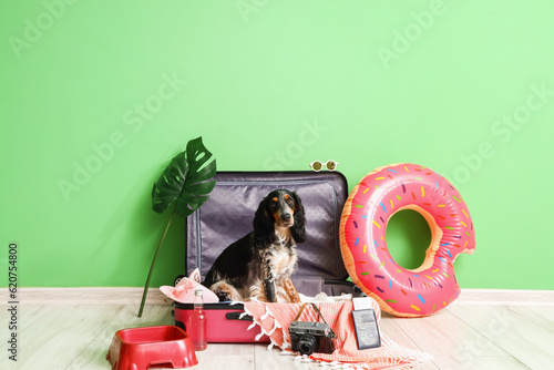 Cute cocker spaniel in suit...
