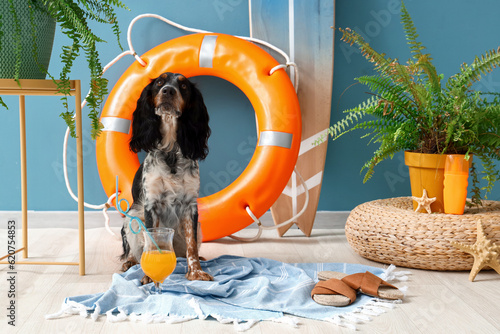 Cute cocker spaniel with be...
