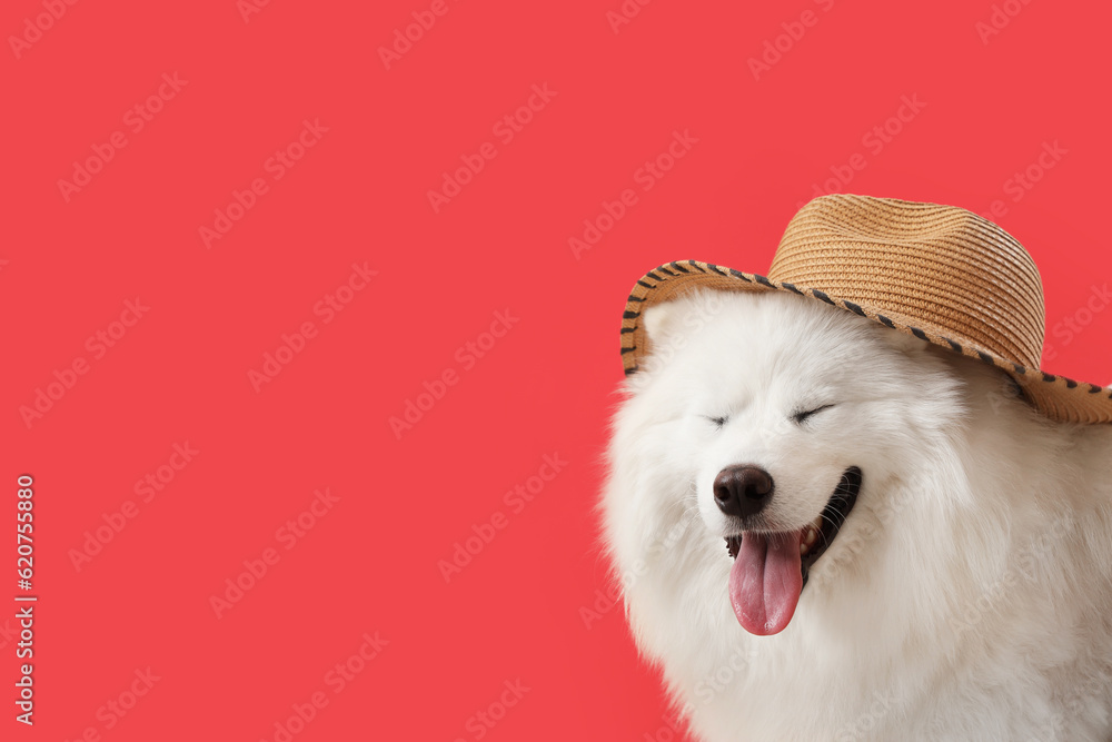 White Samoyed dog with summer hat on red background, closeup
