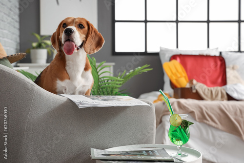 Cute Beagle dog with newspa...