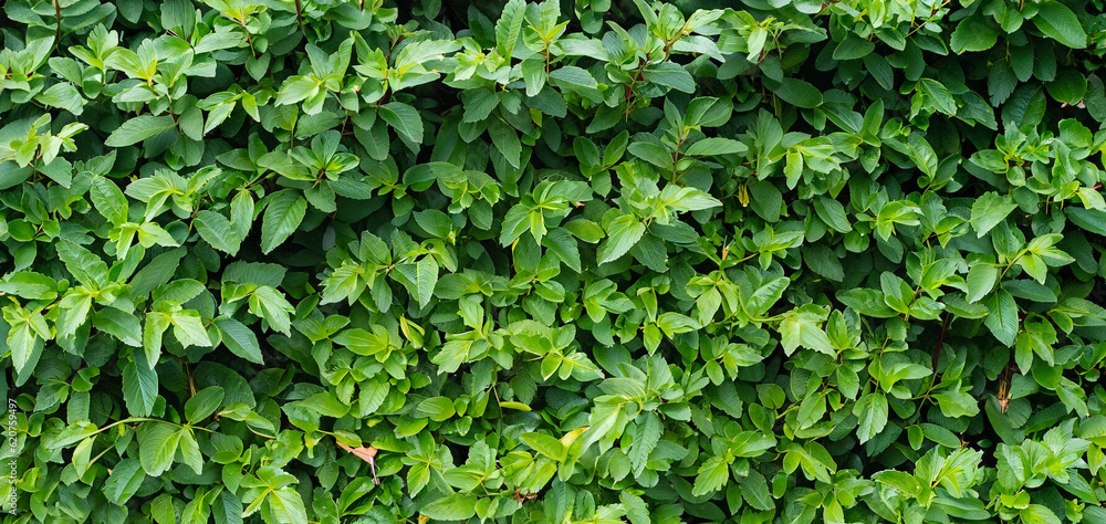 Obraz premium foliage plant background. hedge wall of green leaves.