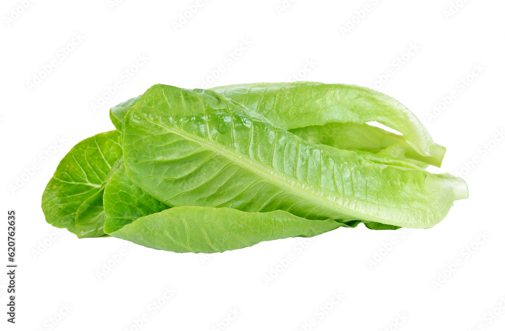 Lettuce Salad transparent png Lettuce Salad transparent png