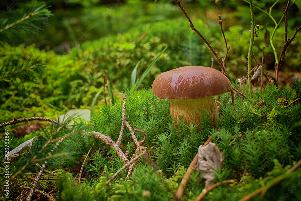 Wild Boletus Mushroom growing on lush green moss Wild Boletus Mushroom growing on lush green moss