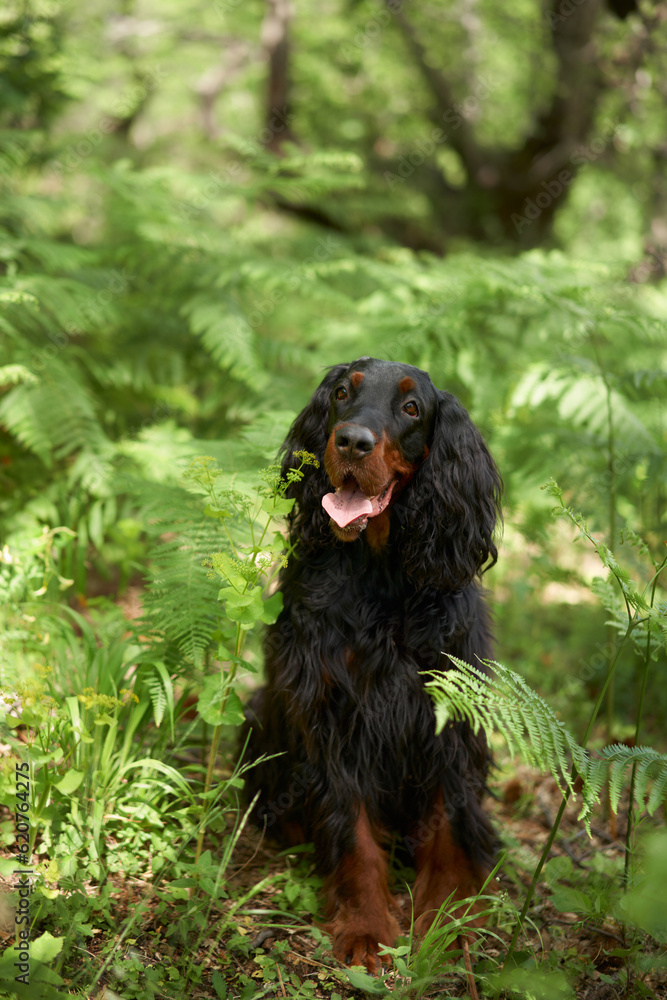 Black dog in the forest, greenery. Gordon setter outdoors in summer. Walking with a pet Black dog in the forest, greenery. Gordon setter outdoors in summer. Walking with a pet
