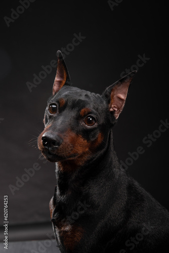 Studio close-up portrait of a Miniature Pinscher dog on a black background. Black Zwerg Pinscher with brown tan. Puppy with cropped ears. cropped ears. A dog's loyal gaze